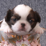 Кобель. На фото возраст 1 месяц